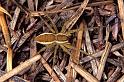 Dolomedes_fimbriatus_P1090_Z_90_Les Gris_Frankrijk